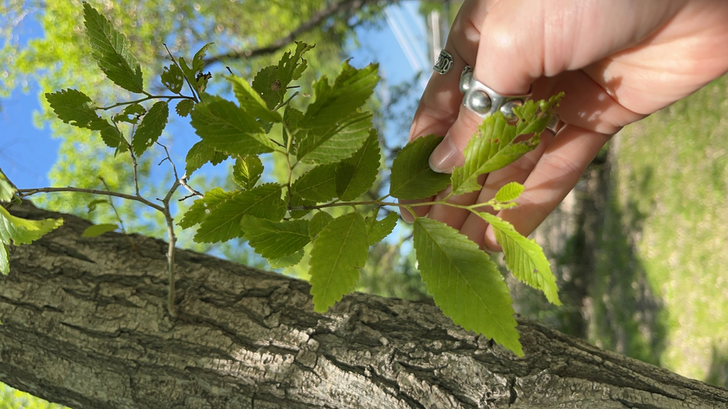 Ulmus pumila; photograph (c) Johanna Marshall, some rights reserved (CC BY)