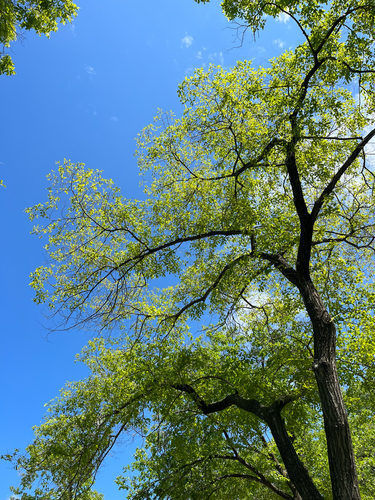 Ulmus pumila, photograph 2
