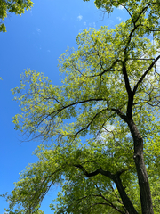 (c) Johanna Marshall, some rights reserved (CC BY) Ulmus pumila, photograph (c) Johanna Marshall, some rights reserved (CC BY)