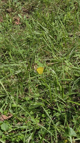Japanese common grass yellow