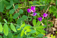 Lathyrus nevadensis