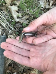 Plestiodon anthracinus anthracinus