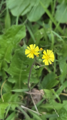 Oriental false hawksbeard