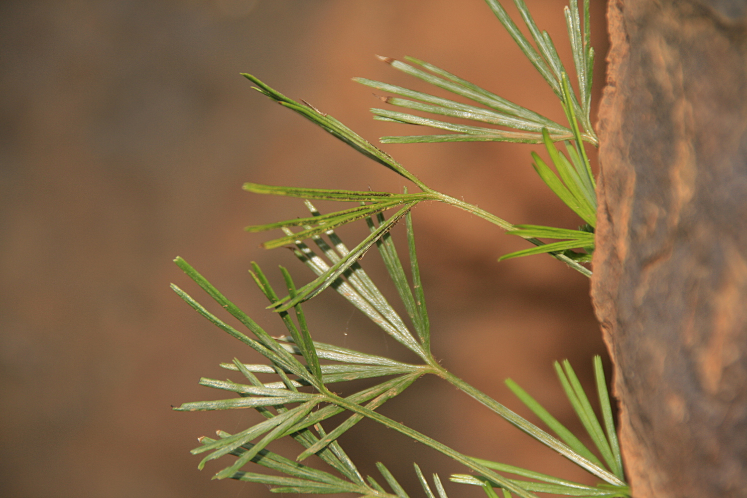 Actiniopteris