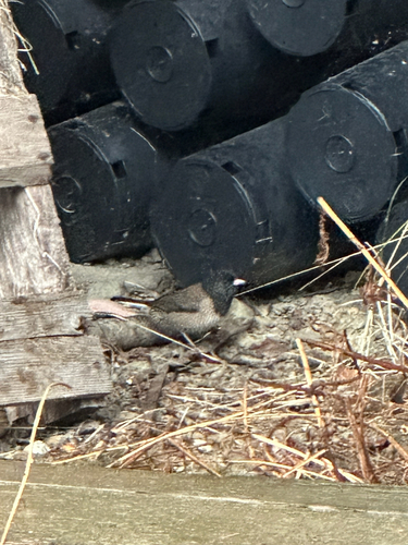 Dark-eyed Junco