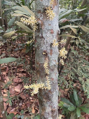 Epicharis cuneata observed 2026-09-25