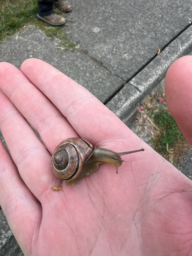 Brown-lipped Snail