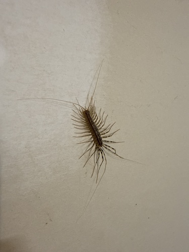 House Centipede