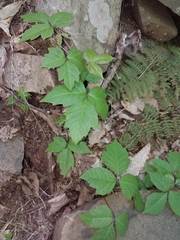 Toxicodendron radicans