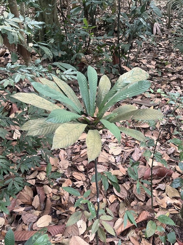 Agrostistachys observed 2026-09-25