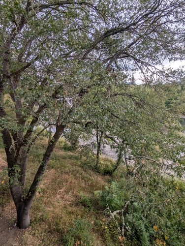 Quercus kelloggii, photograph 6