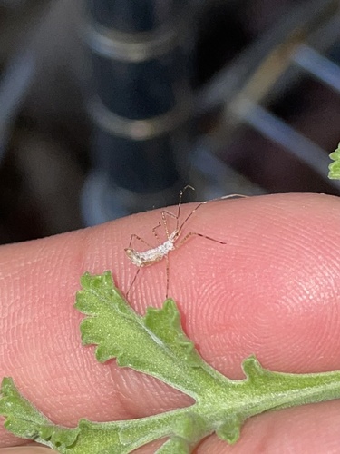 Four-spurred Assassin Bug
