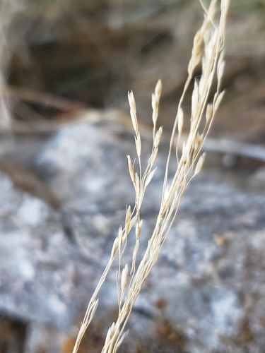 Agrostis hyemalis observed 2026-09-24
