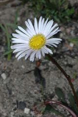 Allittia uliginosa