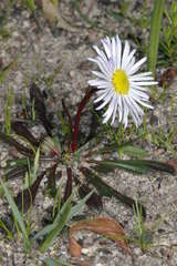 Allittia uliginosa