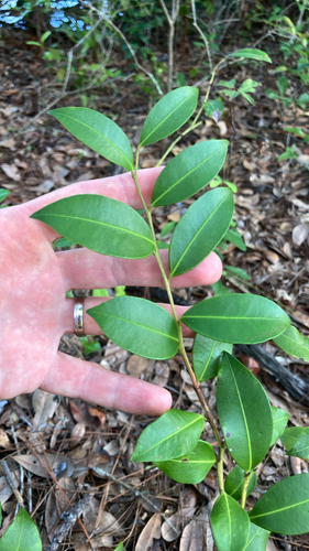 Lyonia lucida