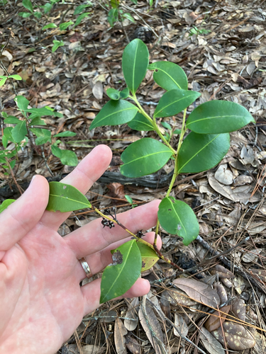 Lyonia lucida, photograph 2