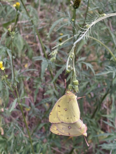 Colias poliographus