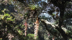 Tillandsia prodigiosa