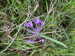 Sowerbaea laxiflora