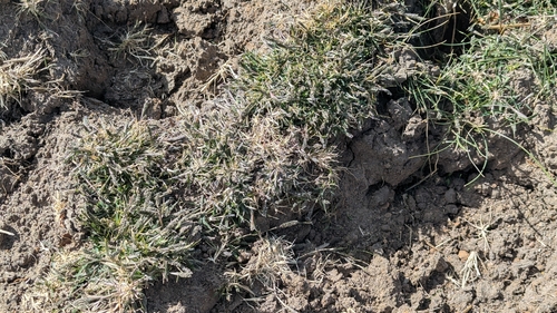 Sporobolus alopecuroides, 2026-09-18
