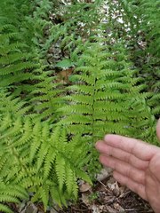 Amauropelta noveboracensis