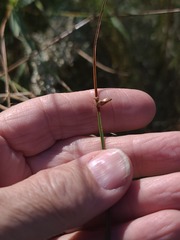Schoenoplectus pungens, photograph author not stated, no rights reserved