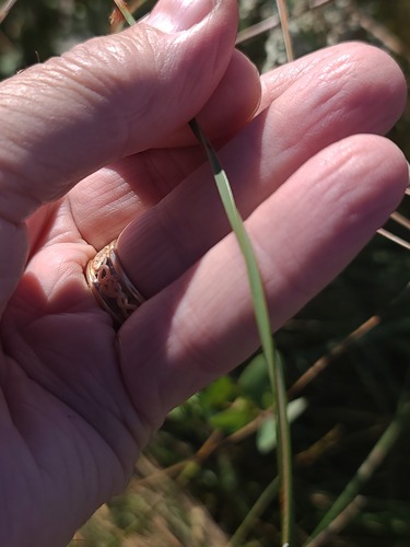Schoenoplectus pungens, photograph 3