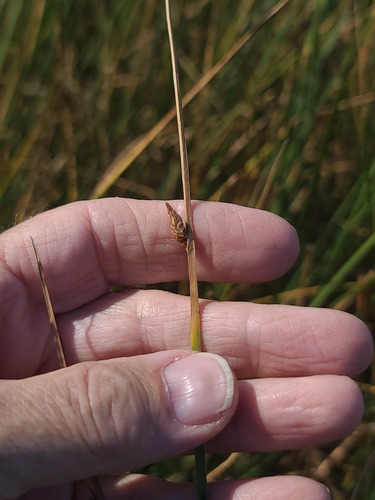 Schoenoplectus pungens, photograph 4