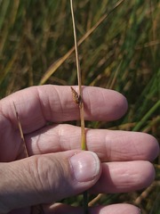 Schoenoplectus pungens, photograph author not stated, no rights reserved