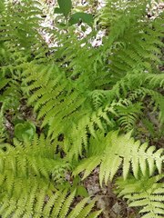 Amauropelta noveboracensis