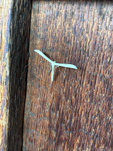 iNaturalist observation photo of Oidaematophorini