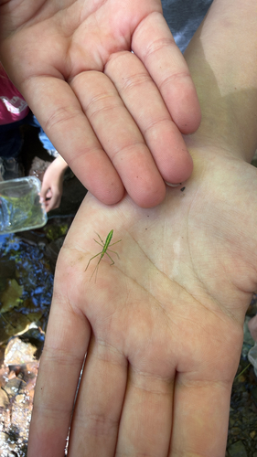 Pale Green Assassin Bug
