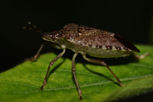 Brown Marmorated Stink Bug
