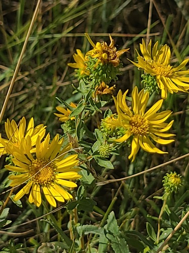 Grindelia squarrosa, photograph 4