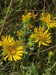 Grindelia squarrosa, photograph author not stated, no rights reserved