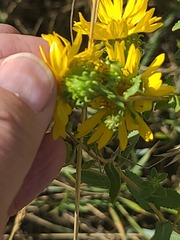 Grindelia squarrosa, photograph author not stated, no rights reserved