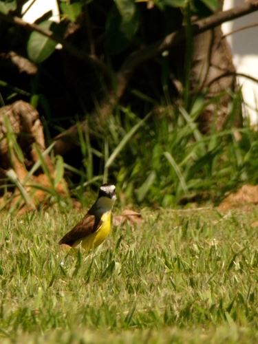 Great Kiskadee