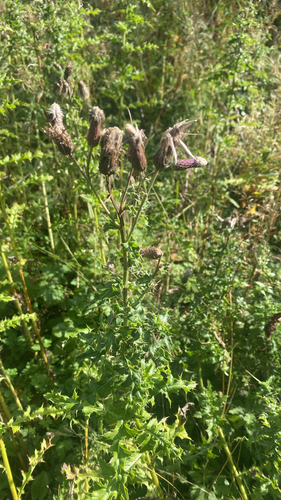 creeping thistle