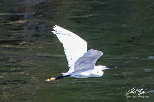 Little Egret