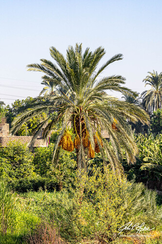 Date Palm