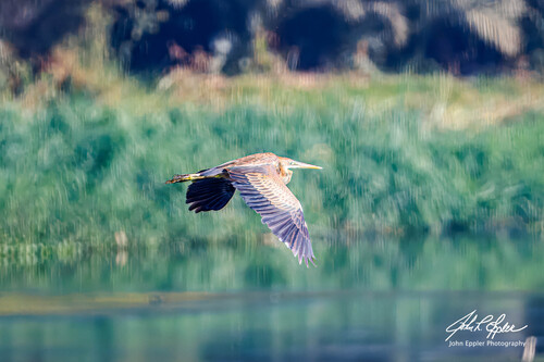 Purple Heron