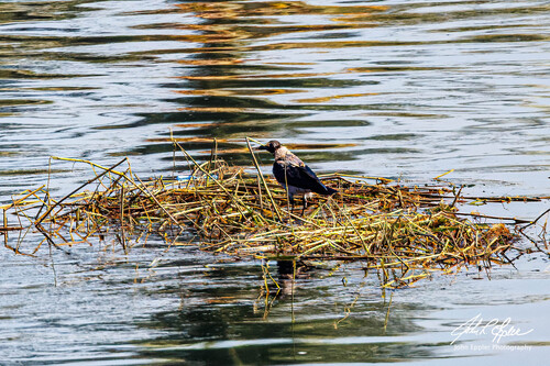 Hooded Crow