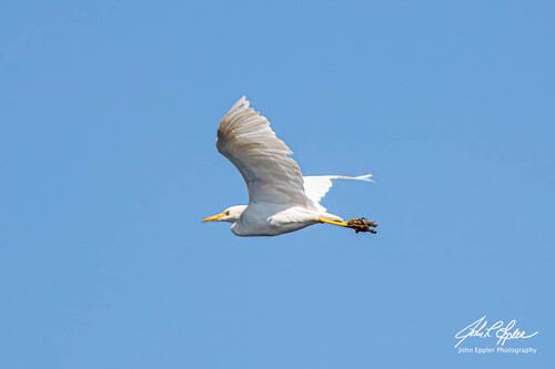 Western Cattle-Egret