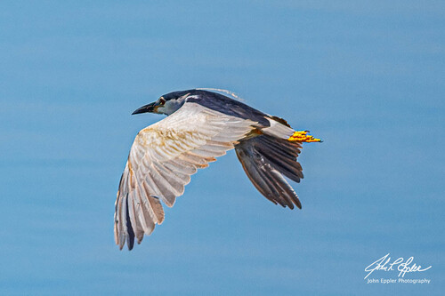 Eurasian Black-crowned Night-Heron