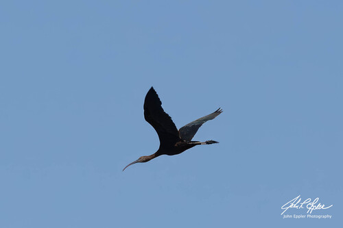 Glossy Ibis
