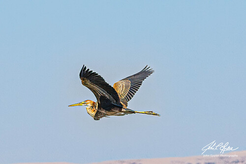 Purple Heron