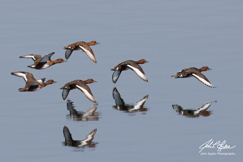 Ferruginous Duck
