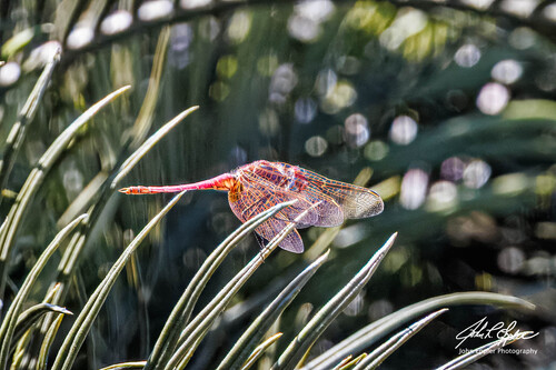 Violet Dropwing
