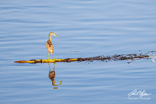Squacco Heron